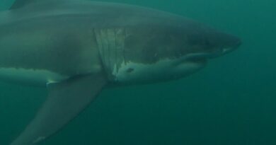 Réchauffement des eaux | Les grands requins blancs s’invitent dans le golfe du Saint-Laurent