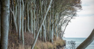 Nouvelle-Aquitaine, Bordeaux, Biarritz, dune, ocean, vineyard, forest, landscape