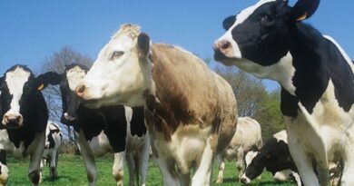 Retrouver l’attractivité du lait bio