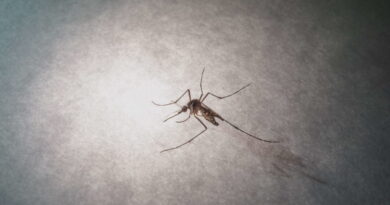 Santé. Chikungunya : près de 400 cas autochtones en métropole depuis mai, quels sont les principaux foyers