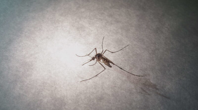 Santé. Chikungunya : près de 400 cas autochtones en métropole depuis mai, quels sont les principaux foyers