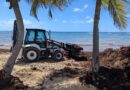 Sargasses : la plage des Raisins Clairs envahie