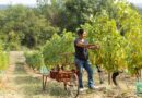 Saveurs : Le "Chasselas de Moissac AOP", fruit de 1200 heures de travail - Dis-leur !