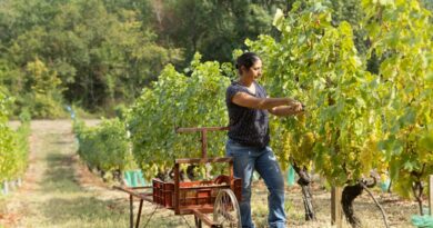 Saveurs : Le "Chasselas de Moissac AOP", fruit de 1200 heures de travail - Dis-leur !