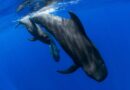 🐋 Saviez-vous que certains cétacés peuvent bouger leurs yeux indépendamment l’un de l’autre ?
