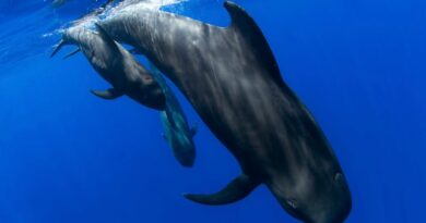 🐋 Saviez-vous que certains cétacés peuvent bouger leurs yeux indépendamment l’un de l’autre ?