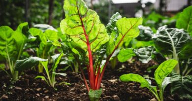 Septembre est encore un mois estival mais il faut préparer l'arrière saison au potager - ici