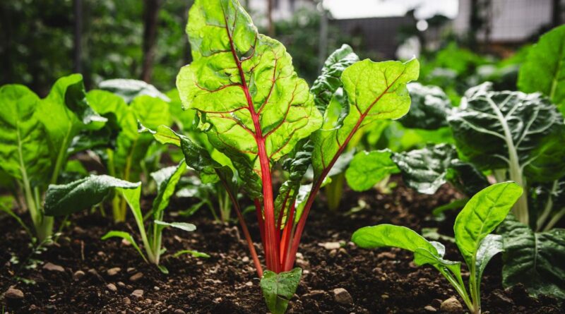 Septembre est encore un mois estival mais il faut préparer l'arrière saison au potager - ici