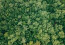 Some tropical trees cool their leaves to survive the heat—but not all species have ways to cope