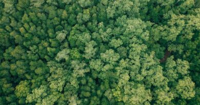 Some tropical trees cool their leaves to survive the heat—but not all species have ways to cope