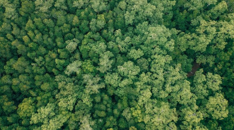 Some tropical trees cool their leaves to survive the heat—but not all species have ways to cope
