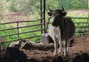 "Sordide" : une vingtaine de vaches mortes découvertes dans une ferme, l'agriculteur déjà connu pour maltraitance animale
