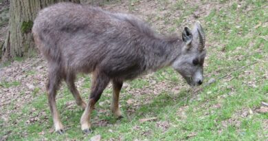 Trafic d’animaux sauvage en Corée du Nord : quand le gouvernement ferme les yeux