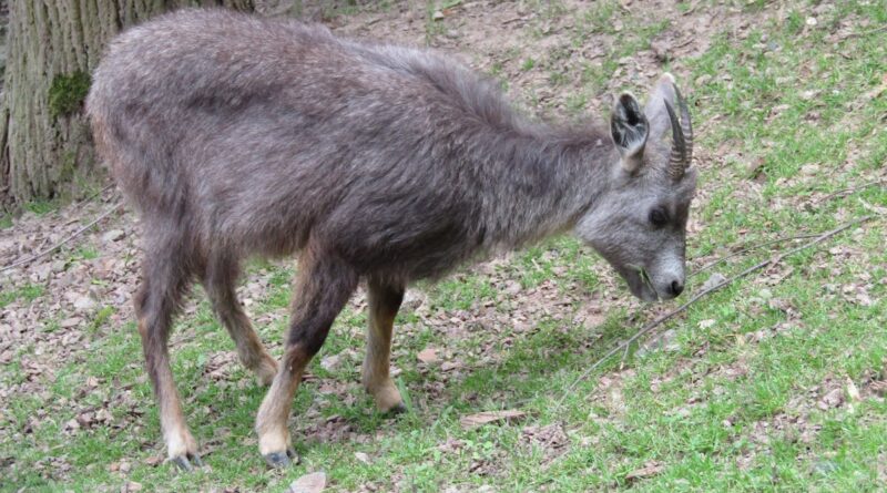 Trafic d’animaux sauvage en Corée du Nord : quand le gouvernement ferme les yeux