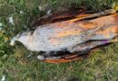 Un aigle de Bonelli, espèce protégée, retrouvé mort au pied d'un poteau électrique dans les Cévennes  - ici