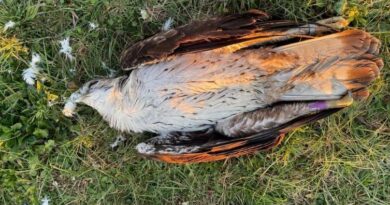 Un aigle de Bonelli, espèce protégée, retrouvé mort au pied d'un poteau électrique dans les Cévennes  - ici