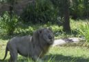 Un gardien de zoo tué par des lions en Thaïlande