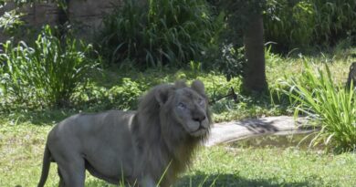 Un gardien de zoo tué par des lions en Thaïlande