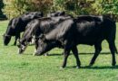 Un homme meurt piétiné par des vaches : en pleine balade avec son chien, un couple se fait attaquer par un troupeau dans les Alpes