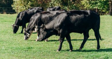 Un homme meurt piétiné par des vaches : en pleine balade avec son chien, un couple se fait attaquer par un troupeau dans les Alpes