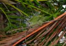Un phasme géant trouvé en Guyane : le plus grand insecte de France