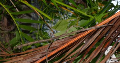 Un phasme géant trouvé en Guyane : le plus grand insecte de France