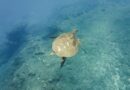 Une nouvelle tortue victime d'une collision avec un bateau, la vitesse pointée du doigt