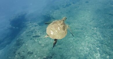Une nouvelle tortue victime d'une collision avec un bateau, la vitesse pointée du doigt