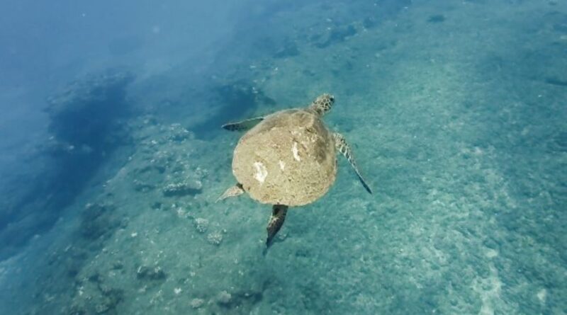 Une nouvelle tortue victime d'une collision avec un bateau, la vitesse pointée du doigt