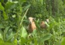 VIDEO. En Martinique, les éleveurs se mobilisent contre les attaques de chiens en divagation