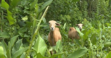 VIDEO. En Martinique, les éleveurs se mobilisent contre les attaques de chiens en divagation