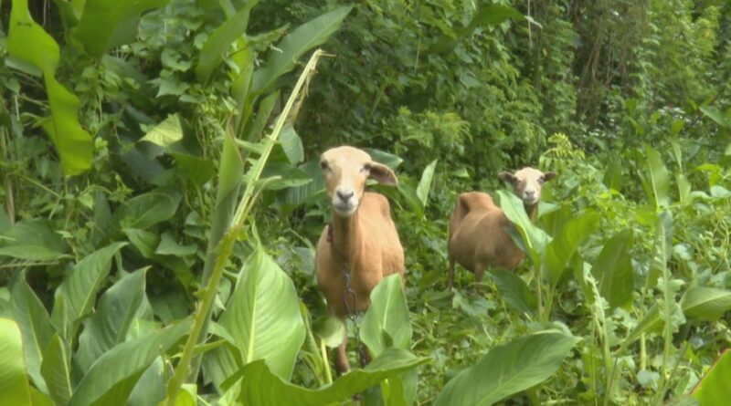 VIDEO. En Martinique, les éleveurs se mobilisent contre les attaques de chiens en divagation