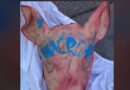 VIDEO. Une "transaction étonnante", "deux personnes étrangères", "une voiture serbe"... L'éleveur qui a vendu les têtes de cochons déposées devant des mosquées témoigne