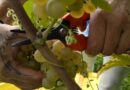 Vendanges 2025 | La belle récolte à venir trouvera-t-elle buveur à son verre?