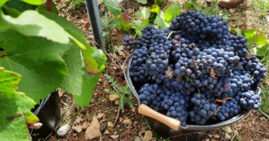 Vendanges dans l'Yonne : un grand millésime selon Dominique Gruhier, viticulteur dans le Tonnerrois - ici