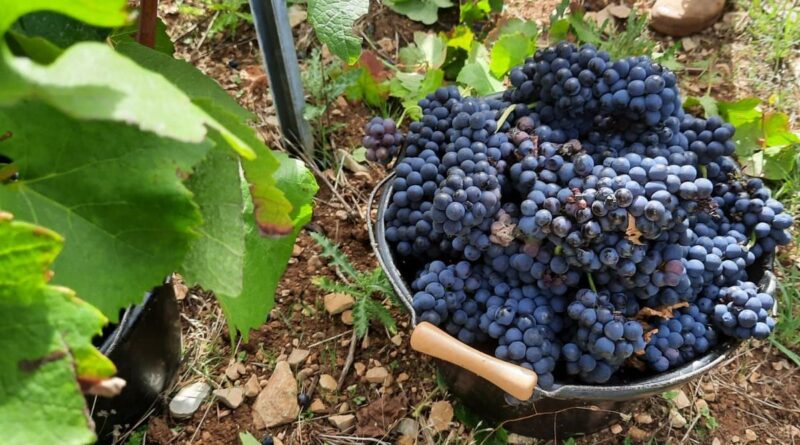 Vendanges dans l'Yonne : un grand millésime selon Dominique Gruhier, viticulteur dans le Tonnerrois - ici