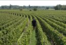 Vendanges : les vols de vignobles se multiplient