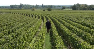Vendanges : les vols de vignobles se multiplient