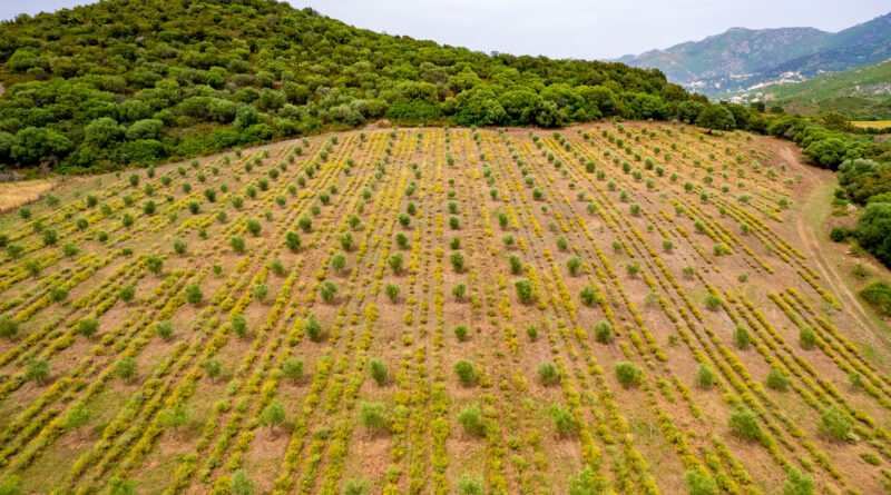 Vidéo : Comité technique départemental - Safer Corse