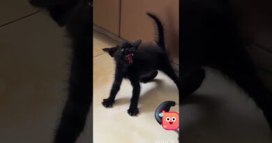 #cat #catshorts #cats #catvideos #catlovers #catmemes #catvideo #قطط #قطط_صغيرة #قطط_مضحك #maroc
