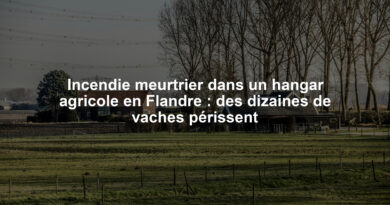 Incendie meurtrier dans un hangar agricole en Flandre : des dizaines de vaches périssent