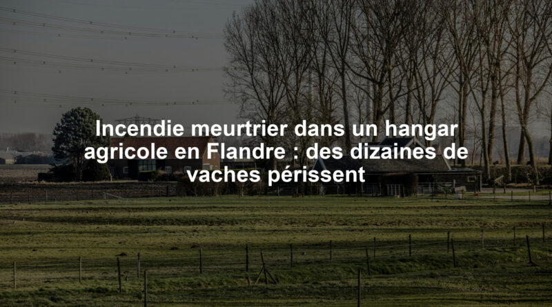Incendie meurtrier dans un hangar agricole en Flandre : des dizaines de vaches périssent