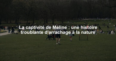 La captivité de Méline : une histoire troublante d'arrachage à la nature