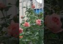 แอนนาโซเฟียฟิก (Anne Sophie Pic) #flowers #rose #คนรักกุหลาบ #beautiful
