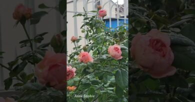 แอนนาโซเฟียฟิก (Anne Sophie Pic) #flowers #rose #คนรักกุหลาบ #beautiful