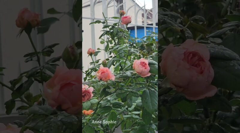 แอนนาโซเฟียฟิก (Anne Sophie Pic) #flowers #rose #คนรักกุหลาบ #beautiful