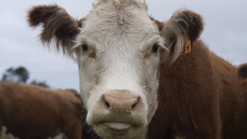 2 900 vaches bloquées en mer : enquête sur les conditions du cargo de l’horreur