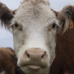 2 900 vaches bloquées en mer : enquête sur les conditions du cargo de l&rsquo;horreur