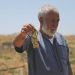 Le vin en Cisjordanie : un outil de soutien à la colonisation israélienne