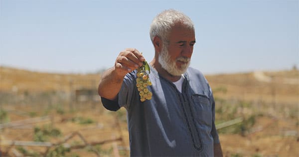 Le vin en Cisjordanie : un outil de soutien à la colonisation israélienne